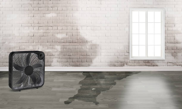 Best Mold removal after water damage  in Okanogan, WA